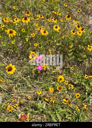 Texas Wildflowers sul lato della strada Foto Stock