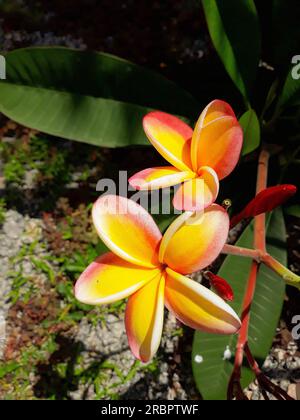Fiori di Plumeria Rubra in una splendida giornata in giardino Foto Stock