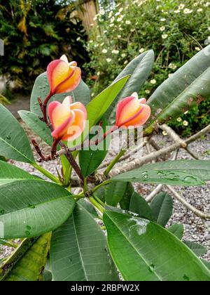 Fiori di Plumeria Rubra in una splendida giornata in giardino Foto Stock