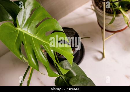 Una bella pianta di Adam Rib nel soggiorno Foto Stock