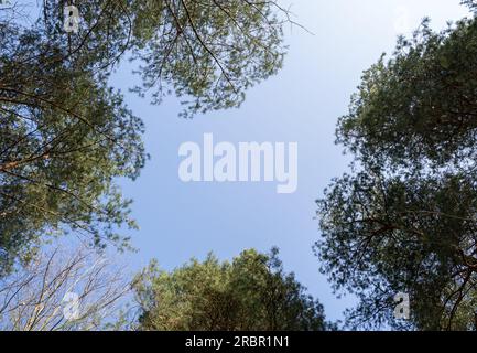 Guardando verso l'alto le conifere nel cielo blu e soleggiato Foto Stock