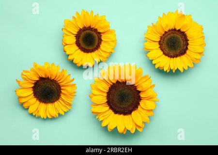 Splendidi girasoli su sfondo turchese Foto Stock