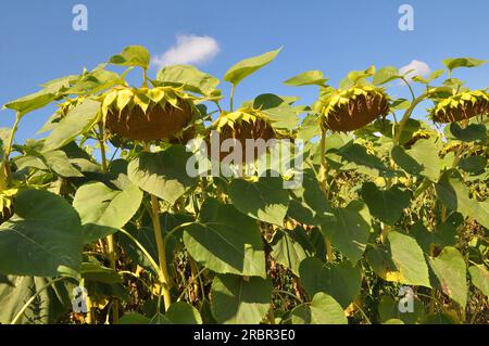 In tarda estate il girasole matura sul campo della fattoria Foto Stock