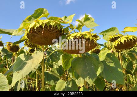 In tarda estate il girasole matura sul campo della fattoria Foto Stock