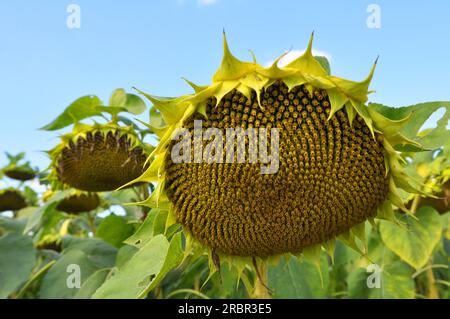 In tarda estate il girasole matura sul campo della fattoria Foto Stock