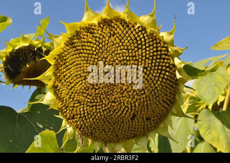 In tarda estate il girasole matura sul campo della fattoria Foto Stock