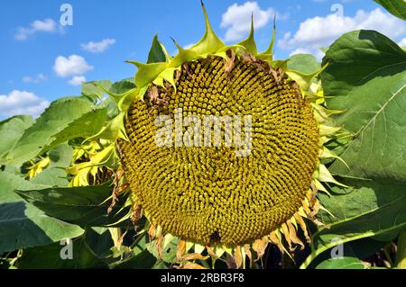 In tarda estate il girasole matura sul campo della fattoria Foto Stock