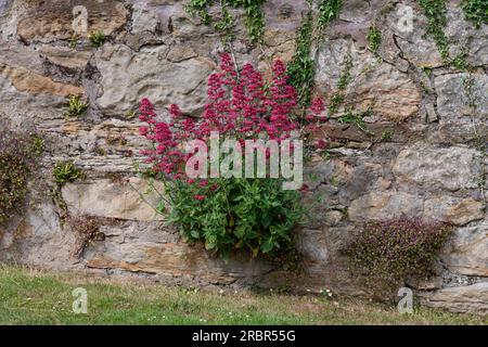 Piante di fiori selvatici che crescono in parete di pietra - valeriana rossa, toadflax lievitato di edera e badilo di farro di maidenhair - Scozia, Regno Unito Foto Stock