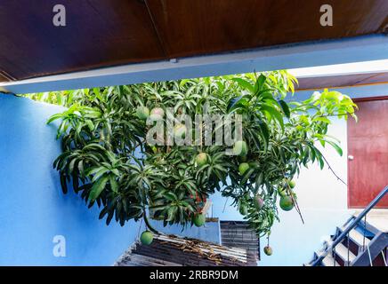 I manghi di maturazione ( Mangifera indica) e i rami con foglie su un albero in un altro cortile pendono su un cortile a Jinotega, in Nicaragua. Foto Stock