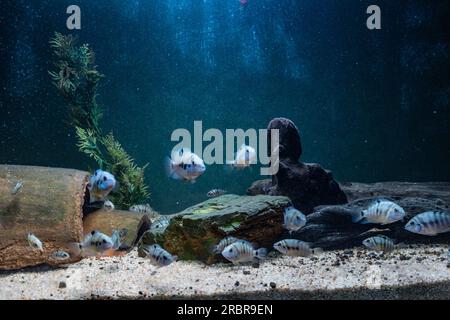 Ciclidi detenuto (Amatitlania nigrofasciata) giovani allevati in vasca da genitori selvatici catturati dal Lago Apanas vicino a Jinotega, Nicaragua. Foto Stock