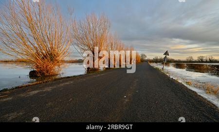 Salici sui livelli allagati e congelati del Somerset vicino a Highbridge e Burrow Hill Foto Stock