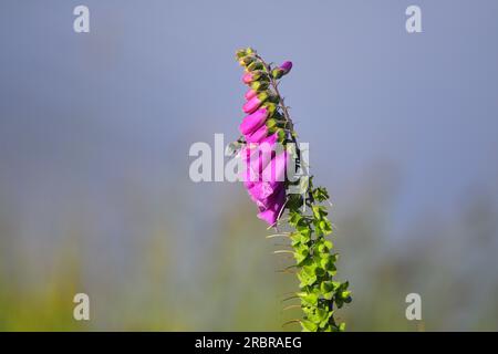 Foxglove digitalis purpurea e Bumble bee dalla coda bianca Foto Stock