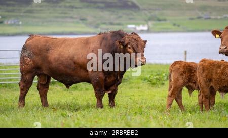 Toro Luing maturo, una razza di manzo autoctona, in pascolo con mandria di bovini, Orcadi, Scozia, Regno Unito Foto Stock