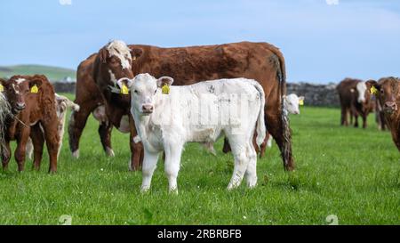 Mucca di manzo SIM-Luing con vitello Charolais bianco. Orcadi, Scozia, Regno Unito. Foto Stock