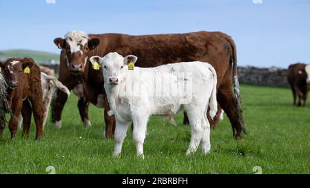 Mucca di manzo SIM-Luing con vitello Charolais bianco. Orcadi, Scozia, Regno Unito. Foto Stock