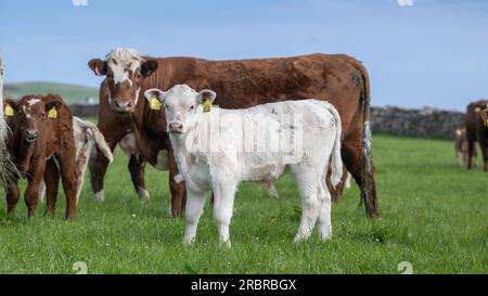 Mucca di manzo SIM-Luing con vitello Charolais bianco. Orcadi, Scozia, Regno Unito. Foto Stock