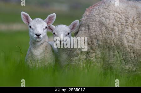 Cheviot attraversa le pecore delle Shetland con i giovani agnelli di Texel a Orkney, Scozia, Regno Unito. Foto Stock