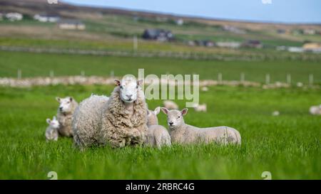 Cheviot attraversa le pecore delle Shetland con i giovani agnelli di Texel a Orkney, Scozia, Regno Unito. Foto Stock