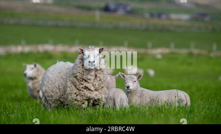 Cheviot attraversa le pecore delle Shetland con i giovani agnelli di Texel a Orkney, Scozia, Regno Unito. Foto Stock