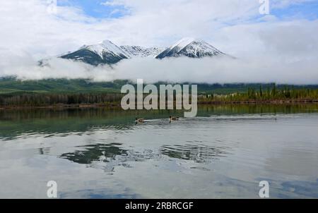 Due cime e due oche - Vermilion Lakes, Canada Foto Stock