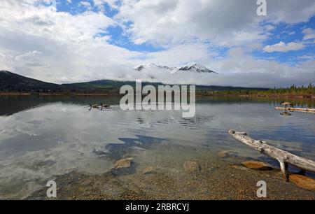 Oche canadesi sui laghi Vermilion, Canada Foto Stock