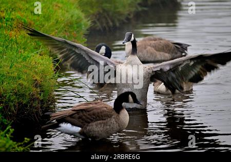 Pacific Grove, California, USA. 10 luglio 2023. Canada Gander (Branta canadensis) difende i restanti tre di questa famiglia originale di otto Gosling mentre fanno il bagno e puliscono piume per le lezioni di volo. Nota fotografo:.questa coppia Goose e Gander aveva otto Goslings. Nel corso di diverse settimane cinque goslings .sono stati presi da altri animali selvatici.ora dieci settimane i restanti tre possono volare per fuggire.il predittore che ha preso i loro fratelli. (Immagine di credito: © Rory Merry/ZUMA Press Wire) SOLO USO EDITORIALE! Non per USO commerciale! Foto Stock