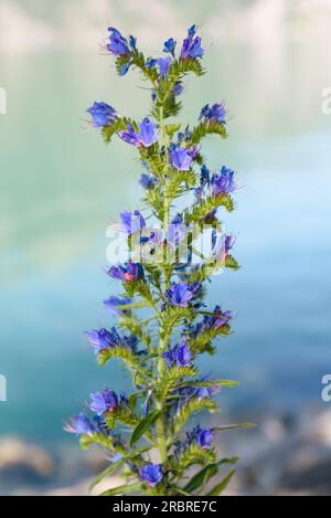 Pianta bugloss di Viper con fiori su sfondo sfocato Foto Stock