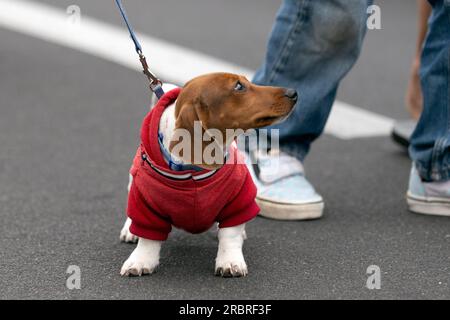 Il cane da dachshund per famiglie è vestito in costume del 4 luglio mentre cammina lungo la via della parata. Foto Stock