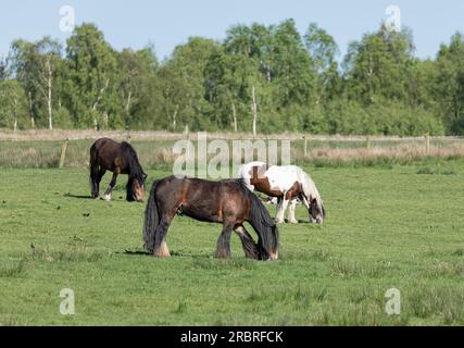 Tre cavalli Irish Cob che pascolano in un campo Foto Stock