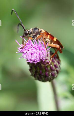 Uno scarabeo longhorn (Typocerus velutinus) su un cardo canadese al Taylor Creek Park di Toronto, Ontario. Foto Stock
