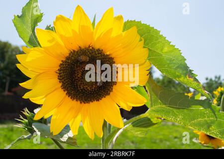 Le api che raccolgono il polline dai girasoli si trovano nella natura. Foto di alta qualità Foto Stock