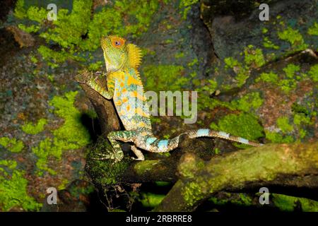 Chameleon Forest Dragon, conosciuto anche come Eared Tree Dragon, Javan Humphead Lizard e Chameleon Anglehead Lizard, Gonocephalus chamaeleontinus. Indonesi Foto Stock