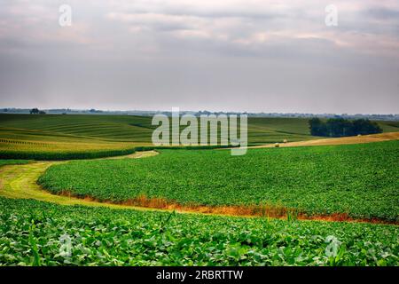 Campi di mais in Iowa Foto Stock