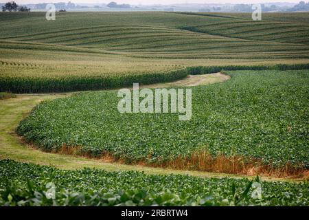 Campi di mais in Iowa Foto Stock