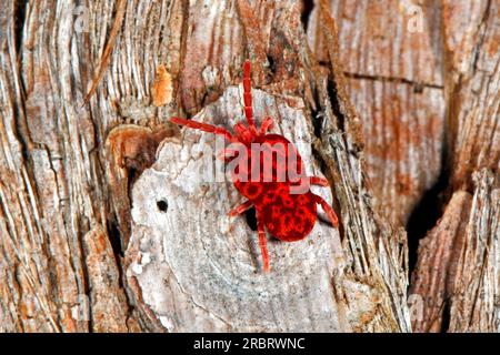 I Trombidiidae, noti come acaro di velluto rosso, acari di velluto rosso, veri acari di velluto, o insetti di pioggia, sono piccoli aracnidi che si trovano nelle lettiere vegetali. Dinothrombium Foto Stock