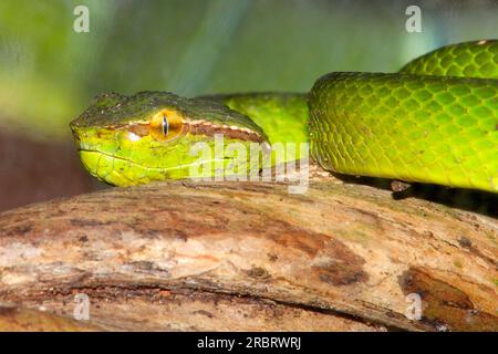 Bornean Keeled Pit Viper, Tropidolaemus subannulatus. Questo è un serpente velenoso, con pozzi di rilevamento del calore ai lati della testa. Conosciuto anche come Nord Foto Stock