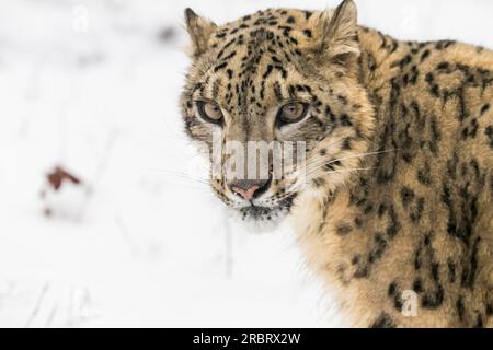 Leopardo delle nevi in una foresta innevata a caccia di prede Foto Stock