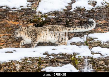 Leopardo delle nevi in una foresta innevata a caccia di prede Foto Stock