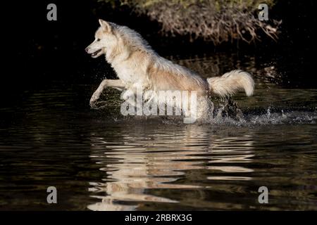 Due Lupi artici giocano nei pressi di uno stagno ghiacciato in una foresta innevata a caccia di prede Foto Stock