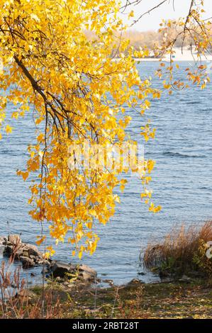 Alberi di pioppo di giallo e arancione lascia vicino al fiume Dnieper a Kiev, Ucraina, all'inizio dell'autunno con un morbido cielo molto nuvoloso Foto Stock