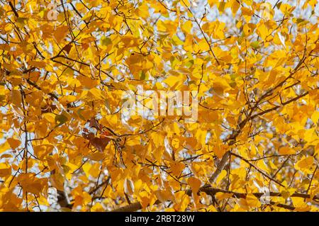 Alberi di pioppo di giallo e arancione lascia vicino al fiume Dnieper a Kiev, Ucraina, all'inizio dell'autunno con un morbido cielo molto nuvoloso Foto Stock