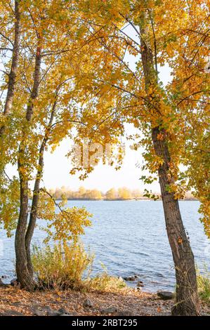 Alberi di pioppo di giallo e arancione lascia vicino al fiume Dnieper a Kiev, Ucraina, all'inizio dell'autunno con un morbido cielo molto nuvoloso Foto Stock