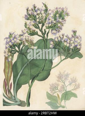 Lavanda di mare, Limonium arboreum. Originario delle Isole Canarie, trovato a Tenerife dal botanico inglese Philip Barker-Webb. Disegnato alla Exeter Nursery. Arboreus statice, Statice arborea. Incisione a mano dopo un'illustrazione botanica di Miss Morrish da Joseph Paxton's Magazine of Botany, and Register of Flowering Plants, volume 4, Orr and Smith, Londra, 1837. Foto Stock