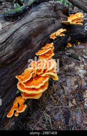 Pollo del bosco (Laetiporus sp.) Fungo Bracket - Brevard, North Carolina, USA Foto Stock