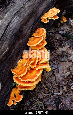 Pollo del bosco (Laetiporus sp.) Fungo Bracket - Brevard, North Carolina, USA Foto Stock