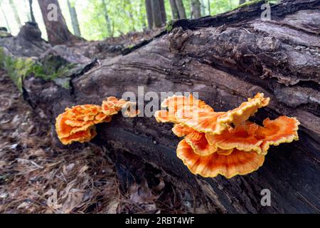 Pollo del bosco (Laetiporus sp.) Fungo Bracket - Brevard, North Carolina, USA Foto Stock
