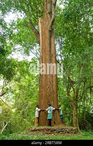 Il più grande albero di legno di rosa (Dalbergia latifolia) (Dalbergia emarginata) di 7 metri a Yanai Pallam vicino alla diga Pillur Pilloor dei Ghati occidentali in Foto Stock