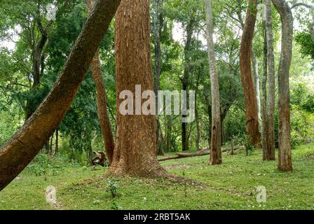 Alberi di rosa (Dalbergia latifolia) (Dalbergia emarginata) a Yanai Pallam vicino alla diga Pillur Pilloor dei Ghati occidentali nella Biosfera di Nilgiris, Tamil Foto Stock