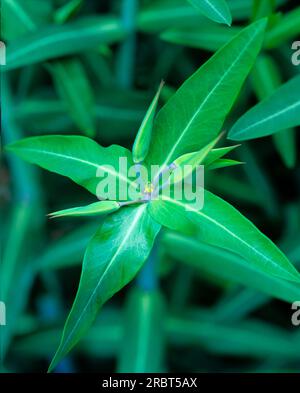 Spurma a foglie incrociate (Euphorbia lathyrus), Molewort Foto Stock