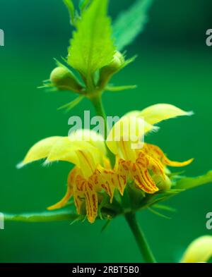 Ortica dorata, ortica morta gialla, ortica morta dorata (Lamium galeobdolon) Foto Stock